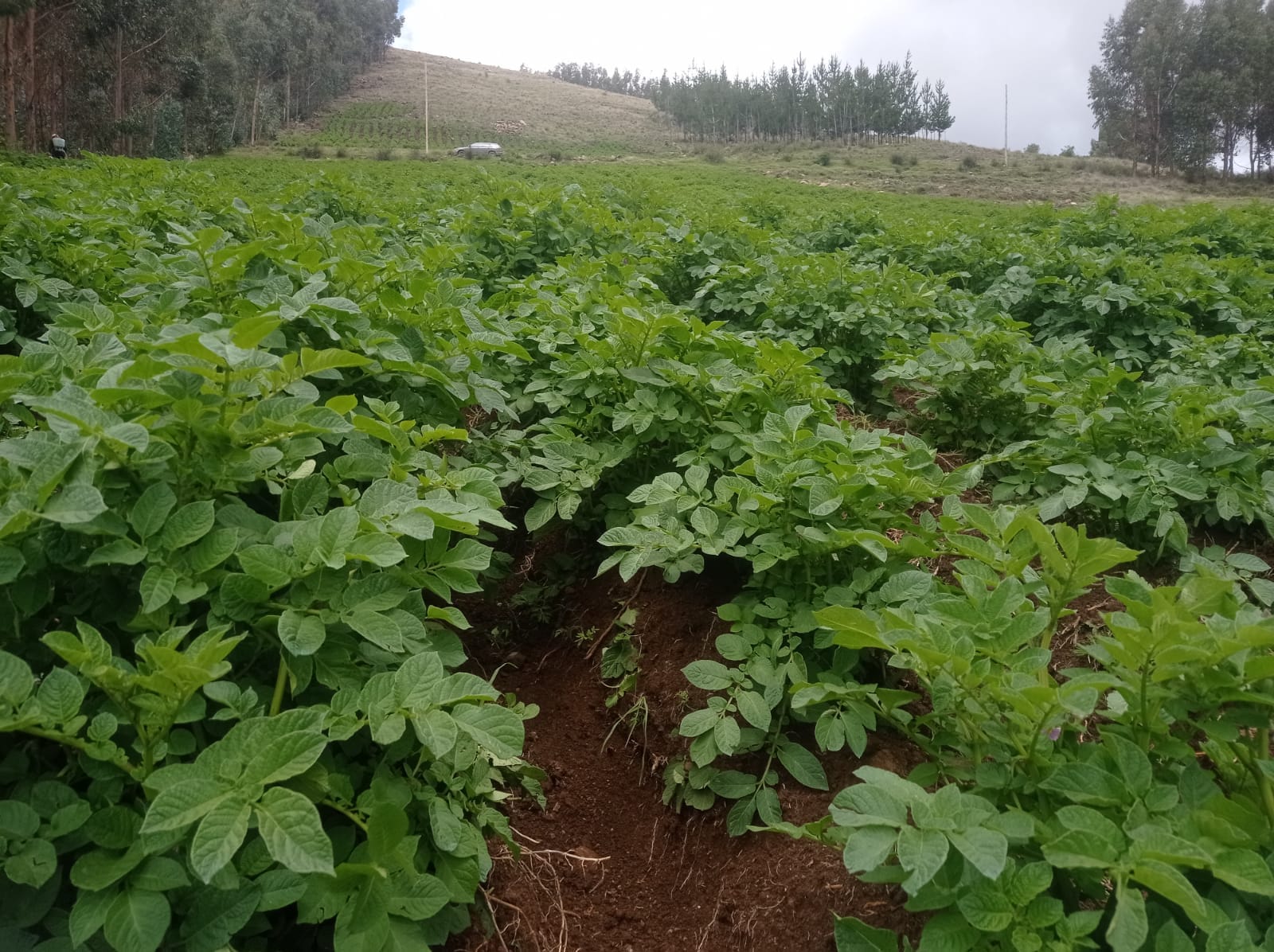 Campo de papa nutrido con Guano de Isla