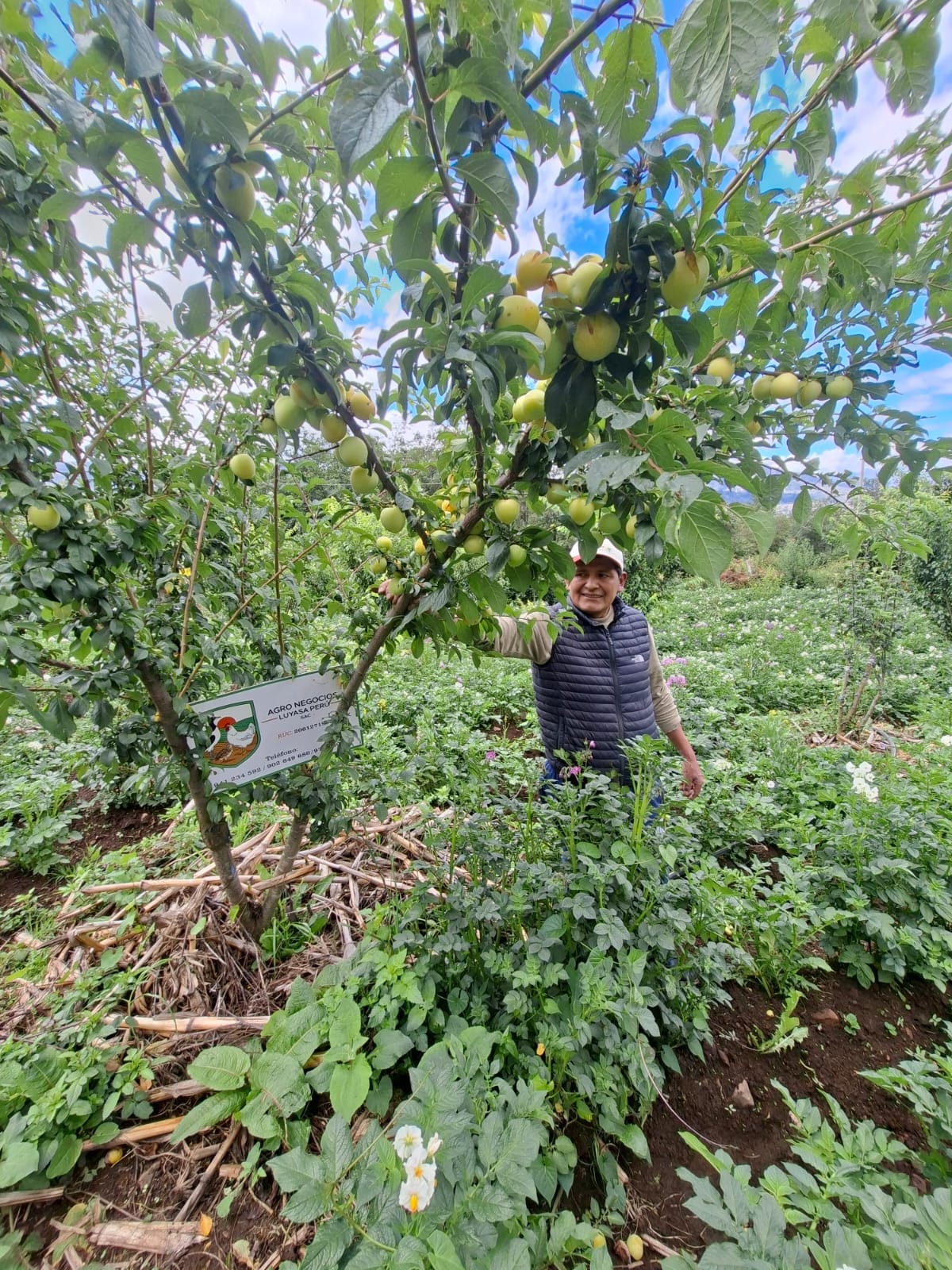 Frutales cargados en campo de cliente