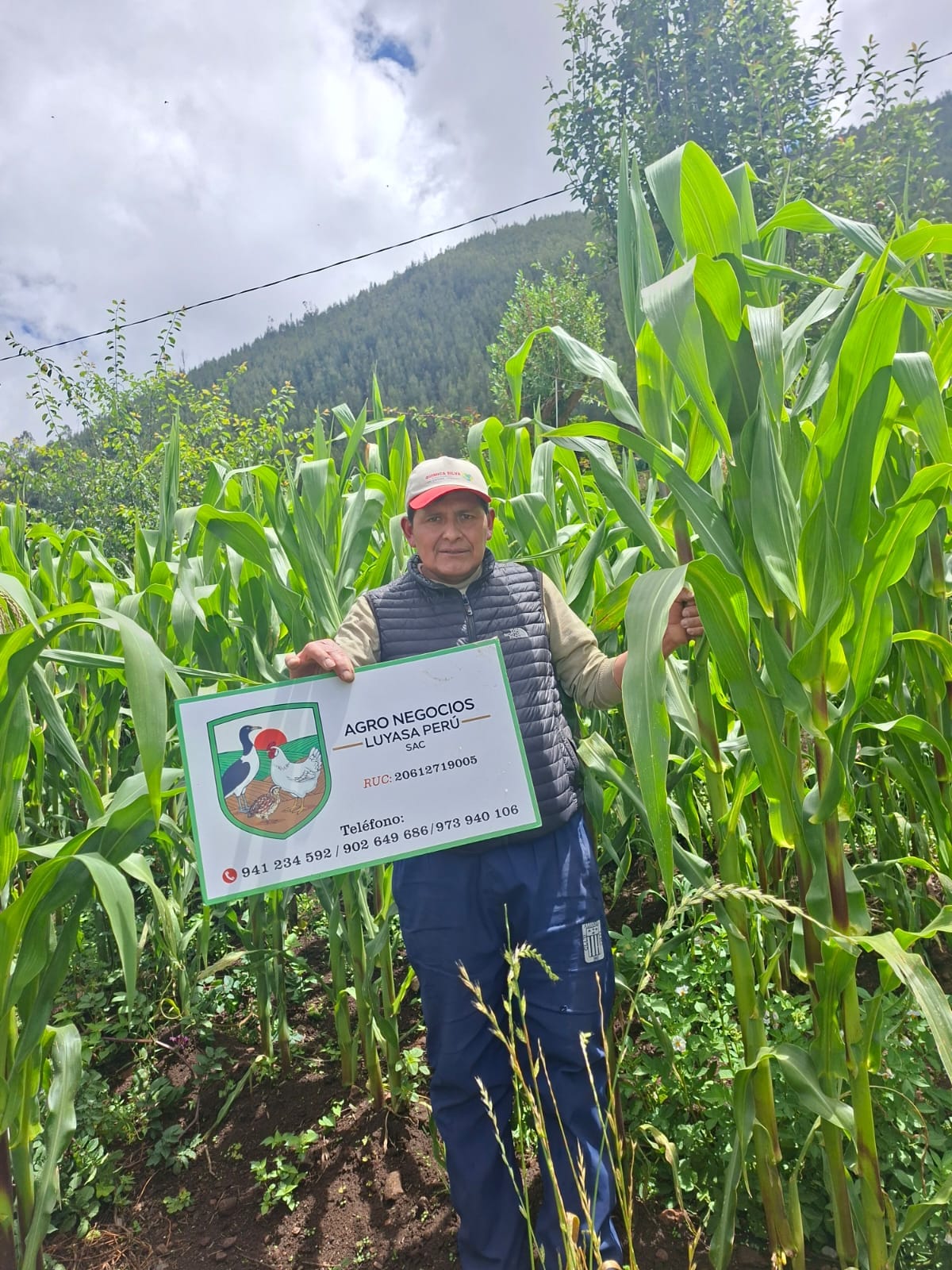 Maizal vigoroso con abono orgánico