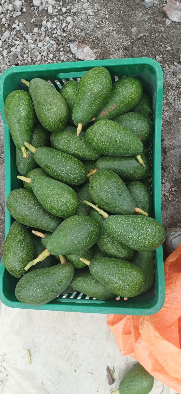 Cosecha de palta de nuestros clientes